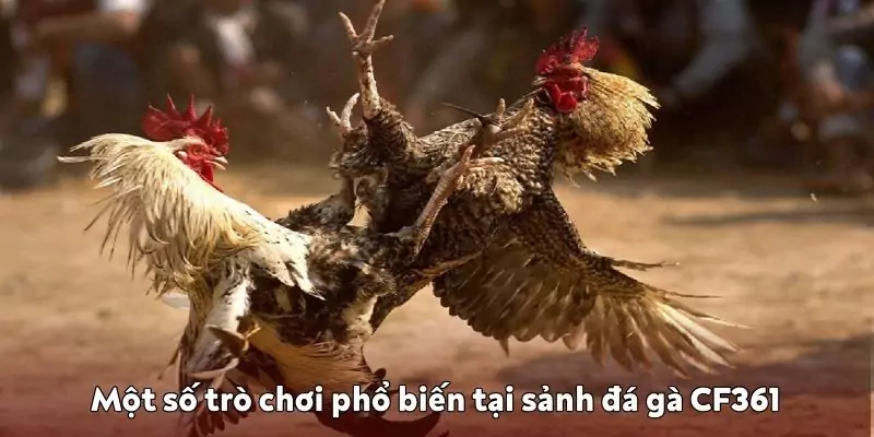Trò chơi phổ biến tại sảnh đá gà CF361 K9win